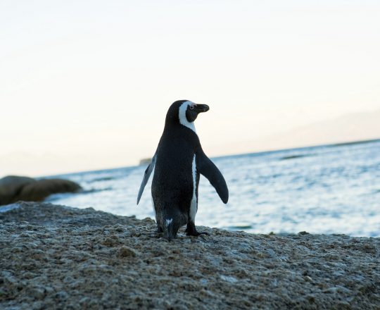 Pinguin Südafrika